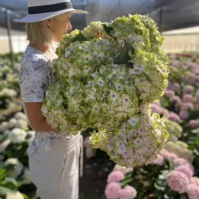 Adene's Farm Flowers <span>Magical Hydrangea Plant - Noblesse</span>